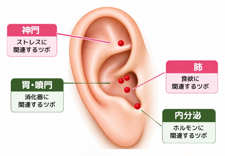 耳のツボの図解。神門はストレスに、肺は食欲に、胃・噴門は消化器に、内分泌はホルモンに関連するツボ